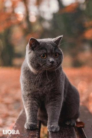 file_78865669