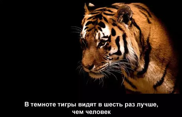 Тигр 5