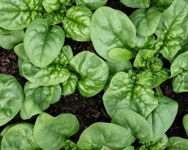 Шпинат огородный (Spinacia oleracea)