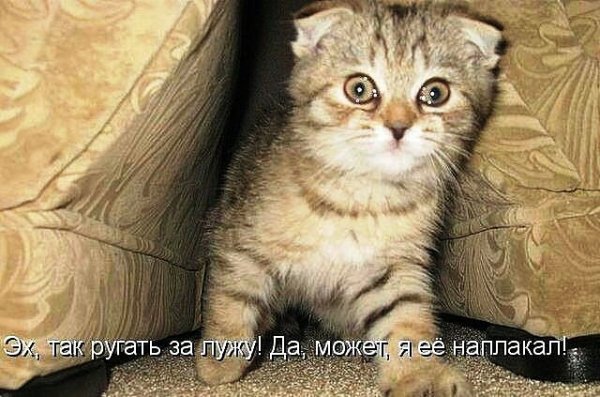 Эх так ругать за лужу