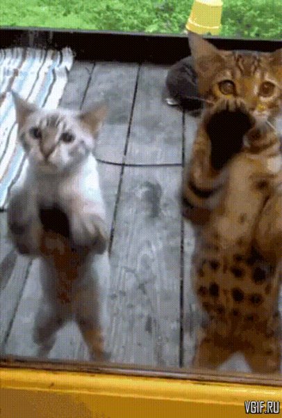 КотЭ)
