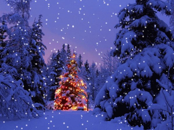 christmas-tree-outside-SNOW