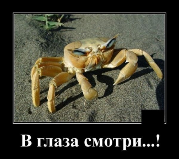 В ГЛАЗА СМОТРИ