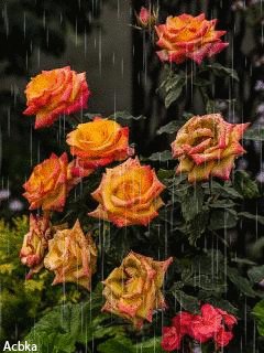 file_59718659