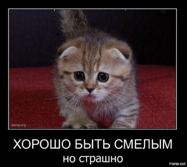 Хорошо быть смелым...