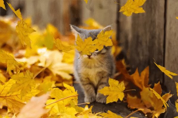 gif 1538594625