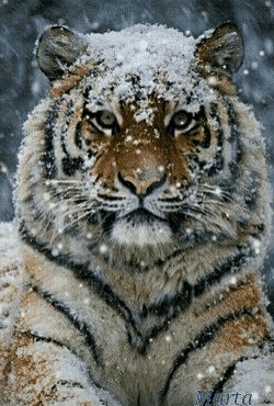 Tигр