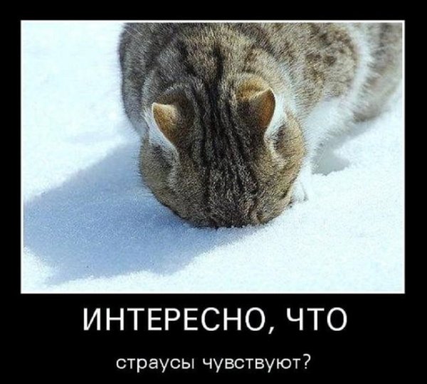 Интересно, что страусы чувствуют?