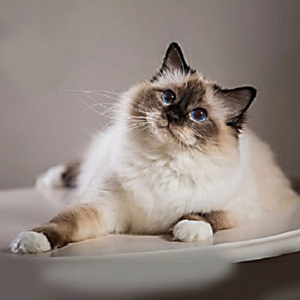 Балинезийская кошка