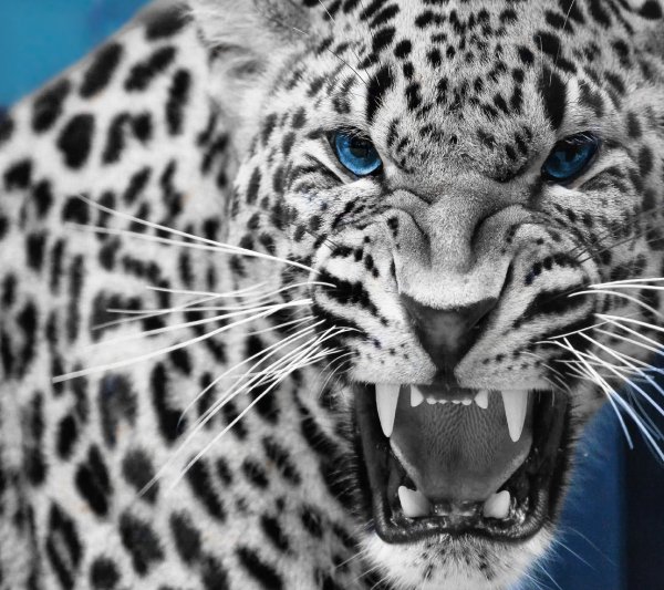 angry leopard