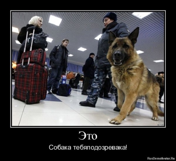 Это собака тебя подозревака