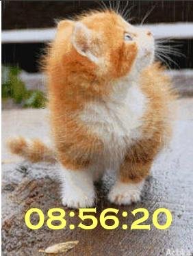 Котик цифр часы ани
