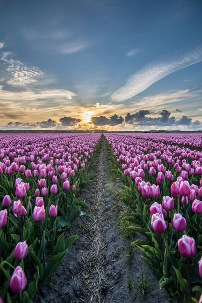 tulpen bij ondergaande zon 05 van Arjen Schippers op canvas
