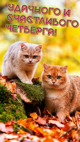 file_93541606