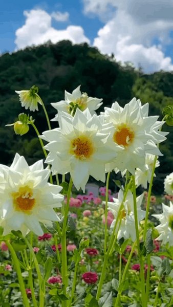 file_95116514