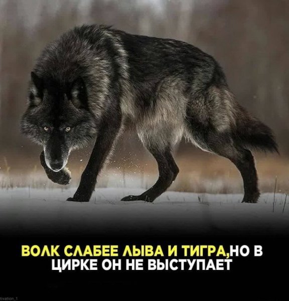 Volk