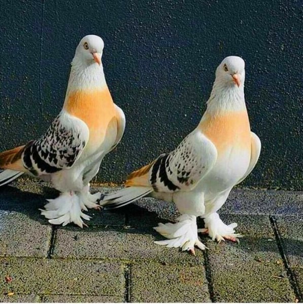 2b6731