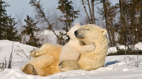 PolarBearHug ROW4148039931 UHD
