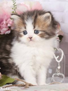 file_46513976