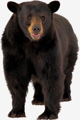 Медведь