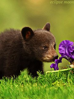 Bear