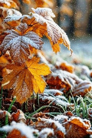 TOfHTvZIS98
