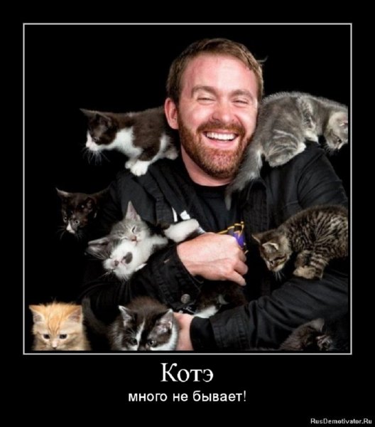 Котэ много не бывает