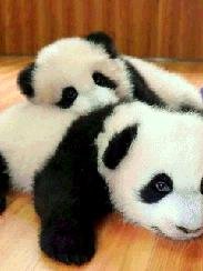 Pandy
