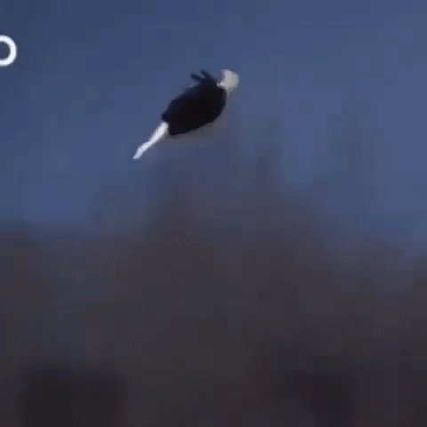 gif 1527597159