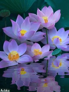 file_58684333