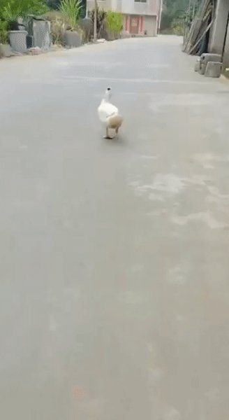 Дама на подиуме