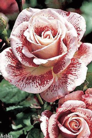 file_93126396