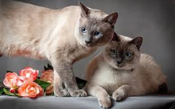Кошки..