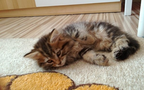 Сибирская кошка (8)