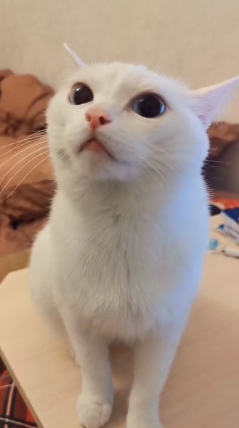 Котейка