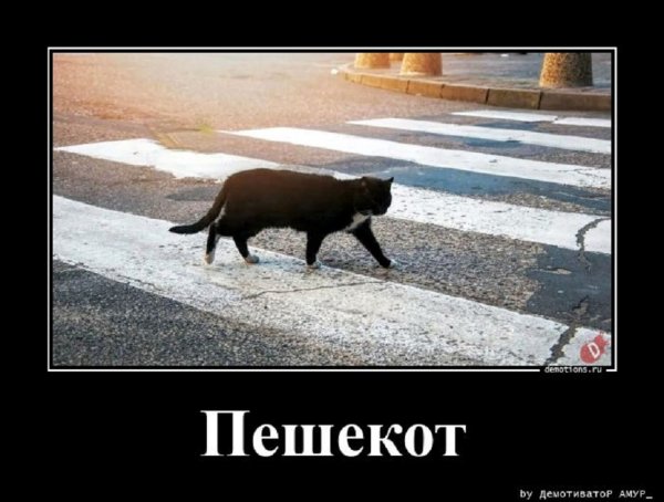 Пешекот