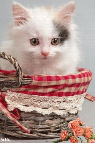 file_78509319