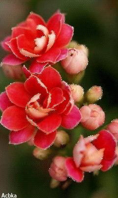 file_59490944