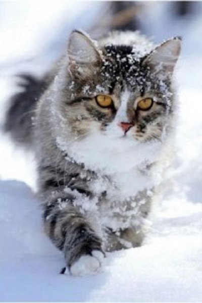 Зимние коты (17)