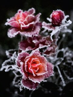 Снежные розы