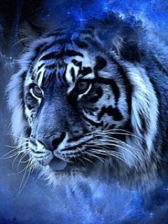 -Tigr-Animacija