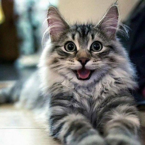 Кот