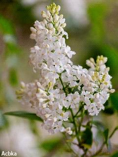 file_57047874
