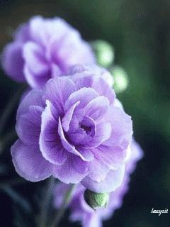 file_59169625
