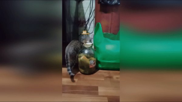 Закусь нашёл. пьющий кот, горе в семье