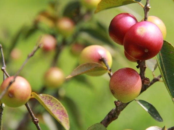 Camu Camu (Cacari, Camocamo, Камю-Камю, Каму-Каму, Мирциария