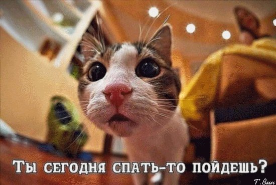 Анимированная открытка ты сегодня спать