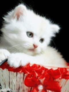 file_50112474