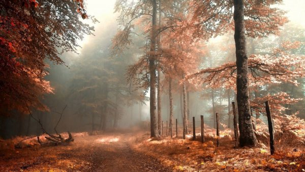 file_78986526