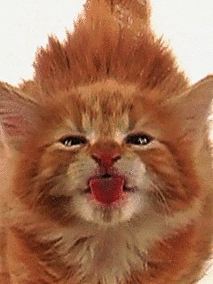 Рыжий кот